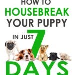 Puppy Training: How to Housebreak Your Puppy in Just 7 Days!