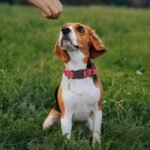 Reflective Martingale Dog Collars. Dog Collar with Quick Release Buckle. Adjustable Soft Padded Breathable Nylon Pet Collar Suitable for Puppies for Small Medium Large Dogs. - Image 2