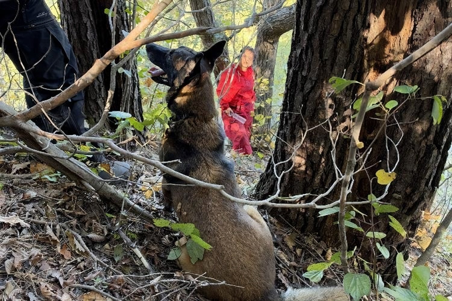 Rescue dog finds woman missing for 4 days on Gangwon mountain