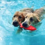 Ruff Dawg Ruff-Flex Flying Fish Floating Dog Toy, MD, Assorted Colors - Image 2