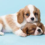 This Common Dog Training Advice Actually Applies To Couples, Too