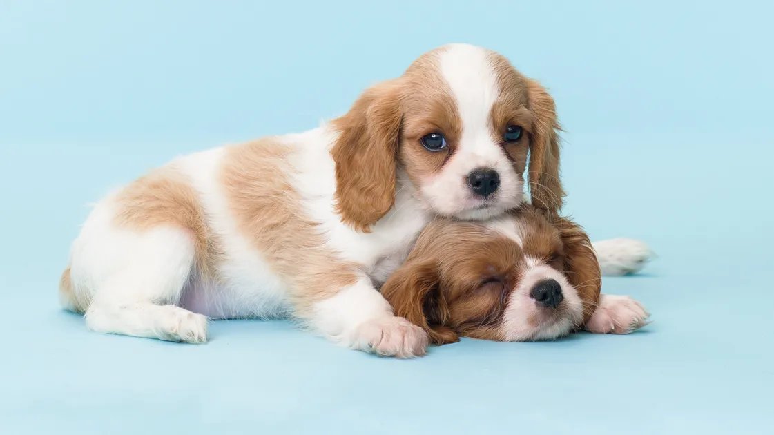 This Common Dog Training Advice Actually Applies To Couples, Too