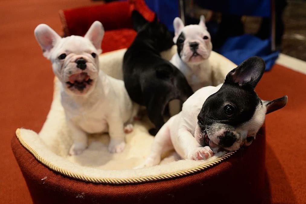 Top French Bulldog Facts 2026: Here are 11 fascinating things you need to know about the adorable breed of dog 🐶