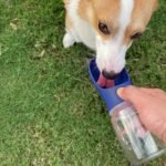 WePet Portable Dog Water Bottle, 19 OZ, Leak Proof Puppy Water Dispenser with Drinking Feeder for Pets Outdoor Walking, Hiking, Travel, Food Grade Plastic - Image 2