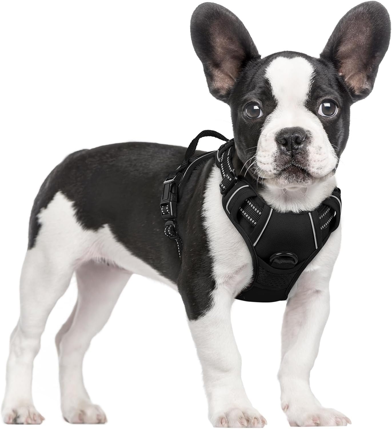 rabbitgoo Dog Harness, No Pull for Small Dogs with 2 Leash Clips, Pet Vest rabbitgoo Dog Harness, No Pull for Small Dogs with 2 Leash Clips, Pet Vest